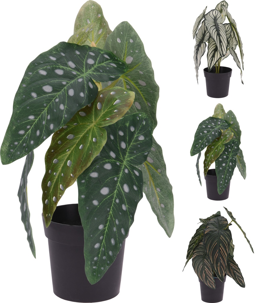 [KOOP313443] PLANTE CALATHEA POT 33CM 3 ASSORTI
